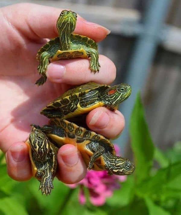 2 red ear slider Turtles with FREE basking  platform 1