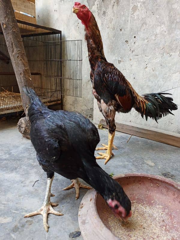 TOP QUALITY SHAMO Cross MALE AND PAKI THAI MAADI 3