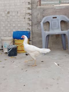 Heera hen for sale