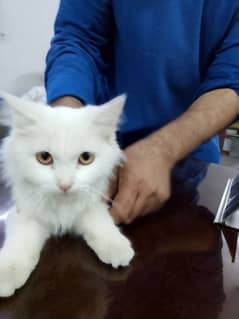 Persian Cat 3months Age