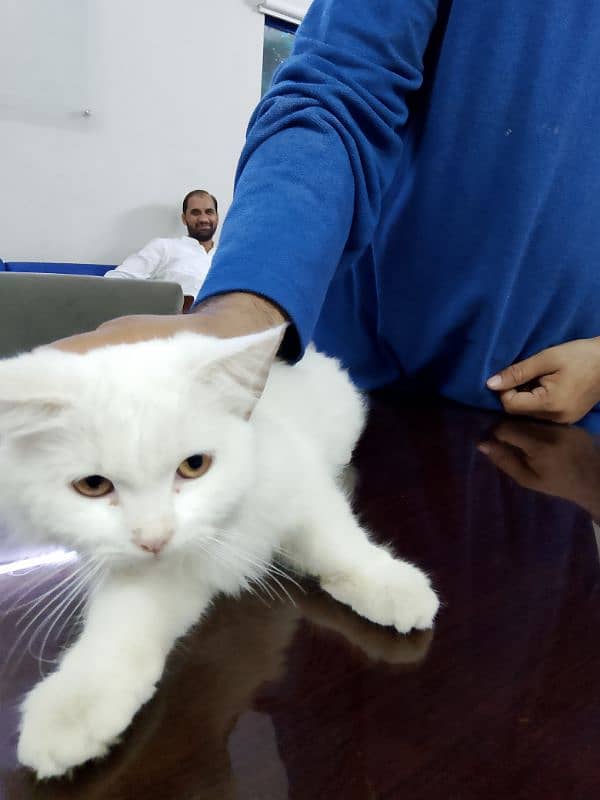 Persian Cat 3months Age 1