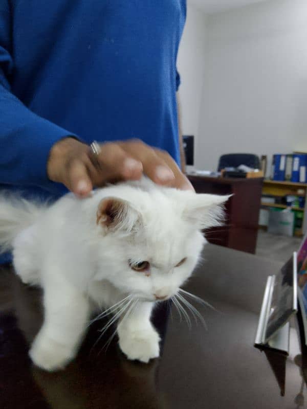 Persian Cat 3months Age 2