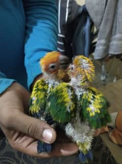 SUN CONURE chick