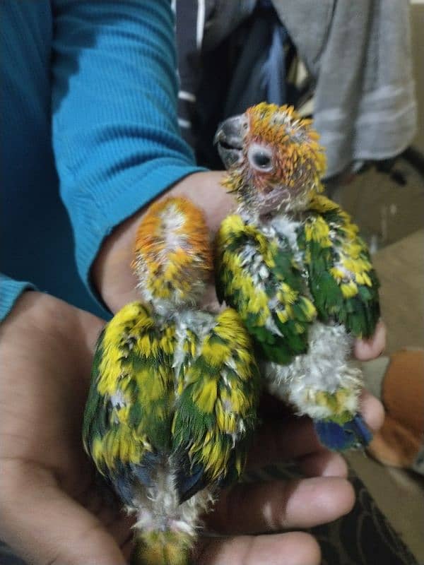 SUN CONURE chick 5