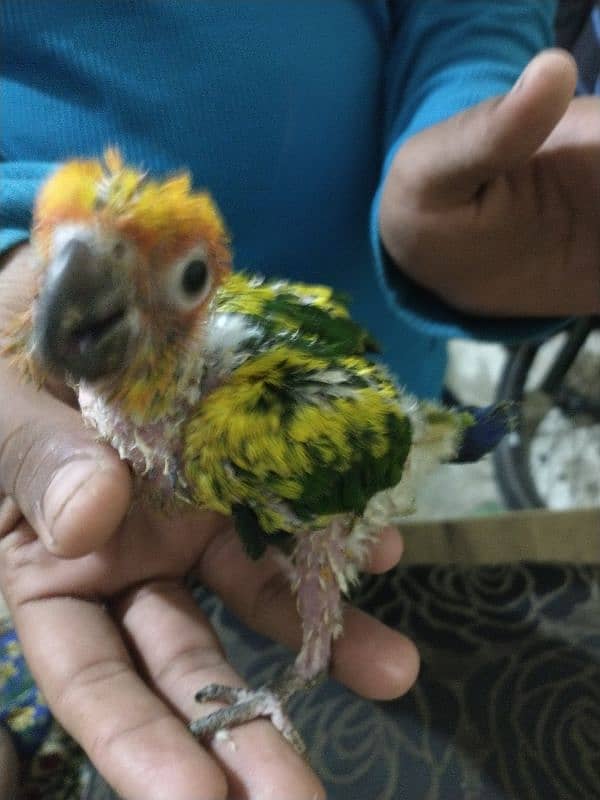 SUN CONURE chick 6