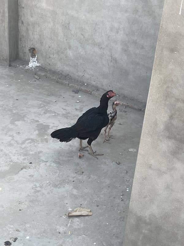 2 jawa aseel male 1 jawa aseel male chick 1 lasani murgi egg laying 1