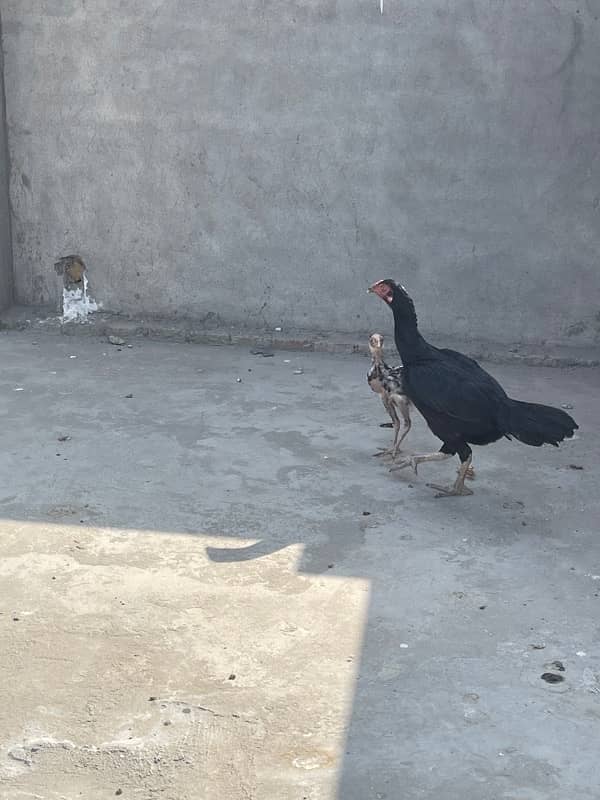 2 jawa aseel male 1 jawa aseel male chick 1 lasani murgi egg laying 2