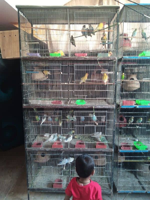 8 cage for sale 03122565964 1