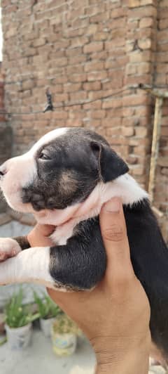 American bully puppies