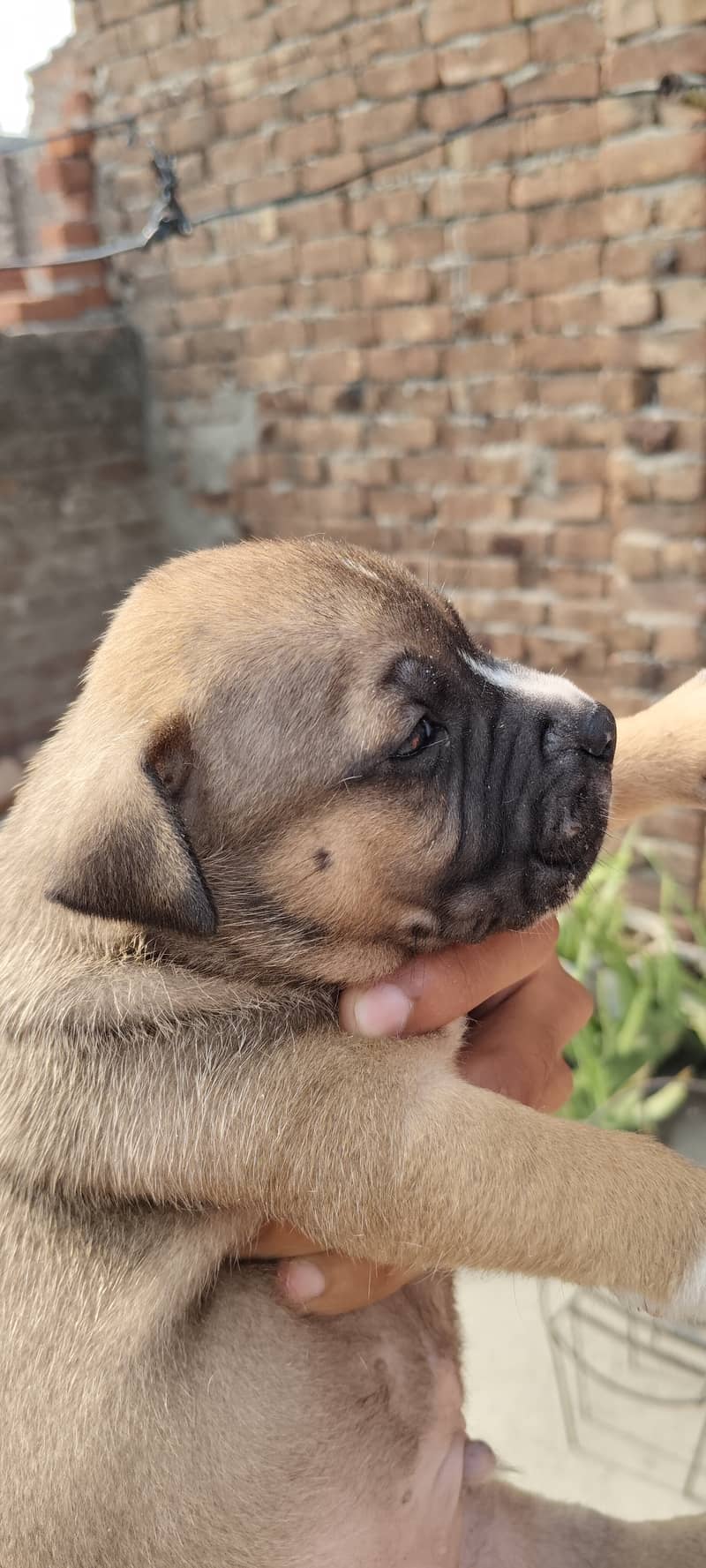 American bully puppies 1