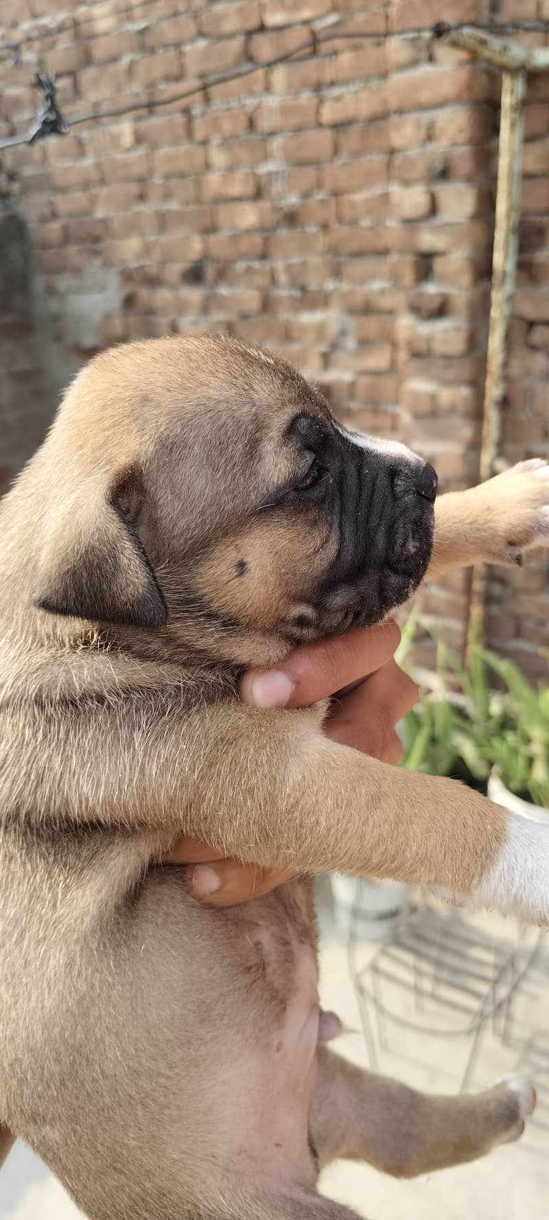 American bully puppies 2