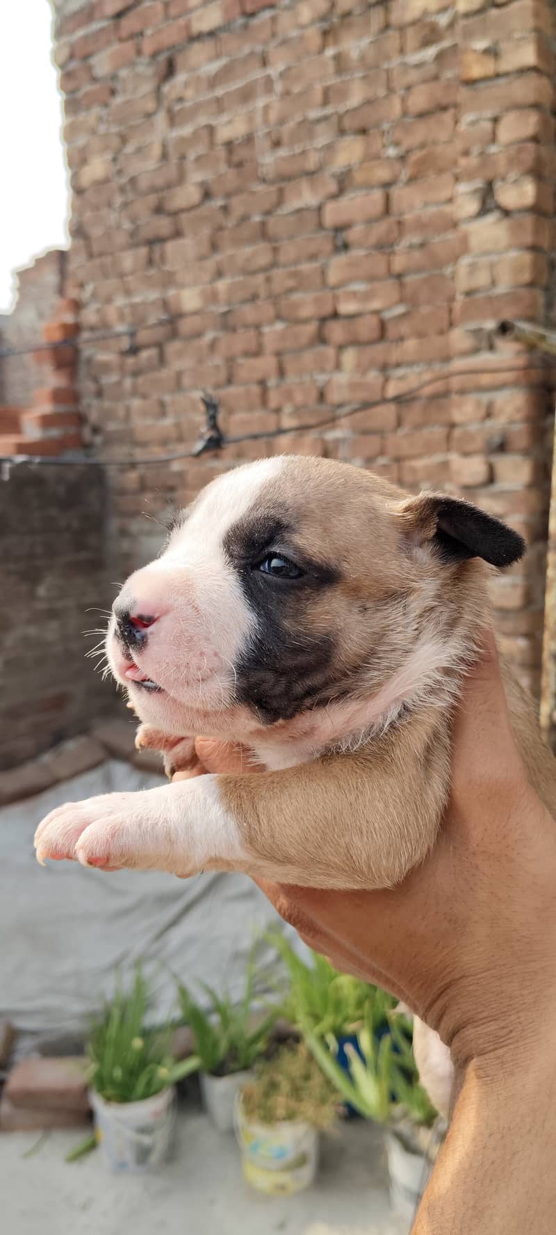 American bully puppies 3