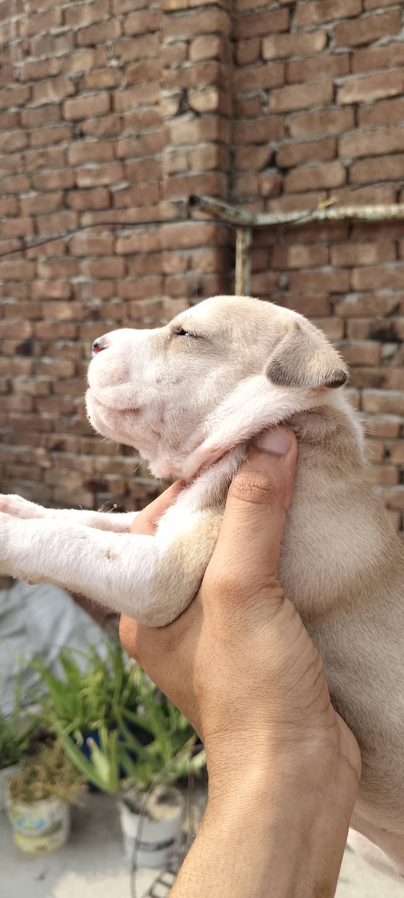 American bully puppies 5