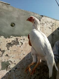 cheena cross aseel hen for sale