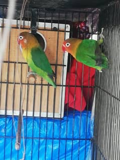 Lovebird Fisher