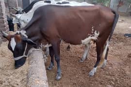 Cow for sale