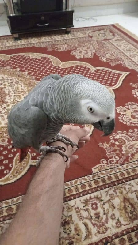 Grey Parrot talking 0