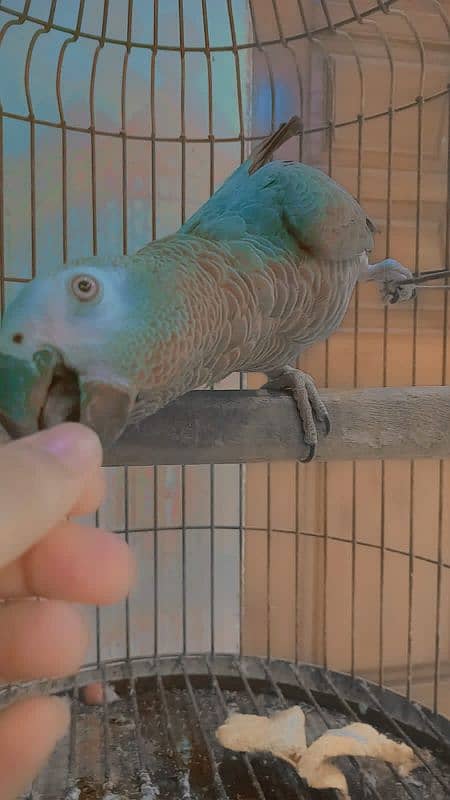 Grey Parrot talking 1