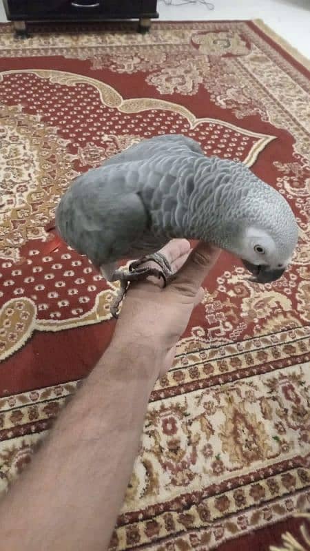 Grey Parrot talking 2