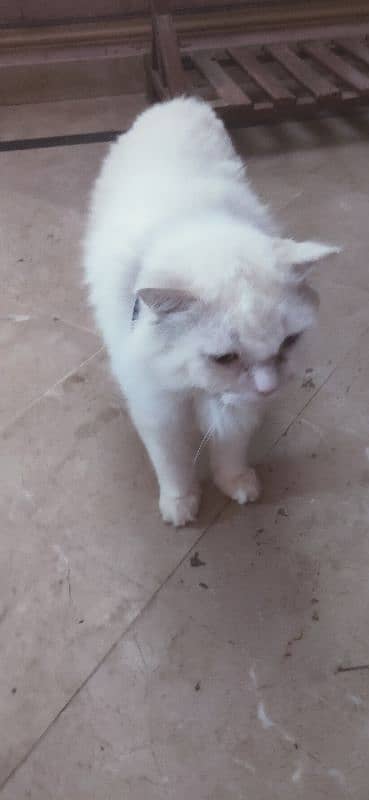 White Male Cat For Sale 2