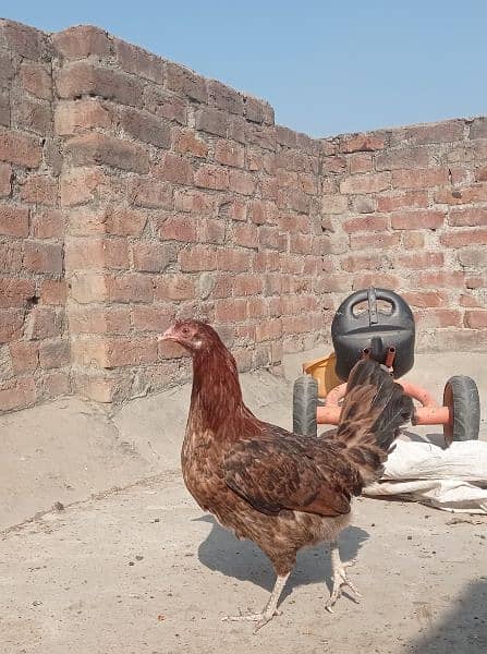 Golden misri andon wali ghar ki pali hoi . 6 female 1 male 0