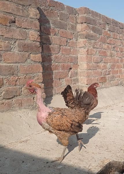 Golden misri andon wali ghar ki pali hoi . 6 female 1 male 2