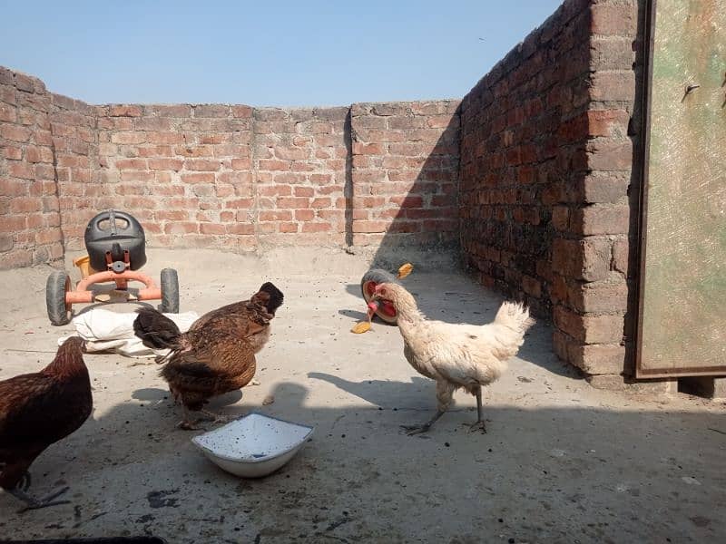 Golden misri andon wali ghar ki pali hoi . 6 female 1 male 4