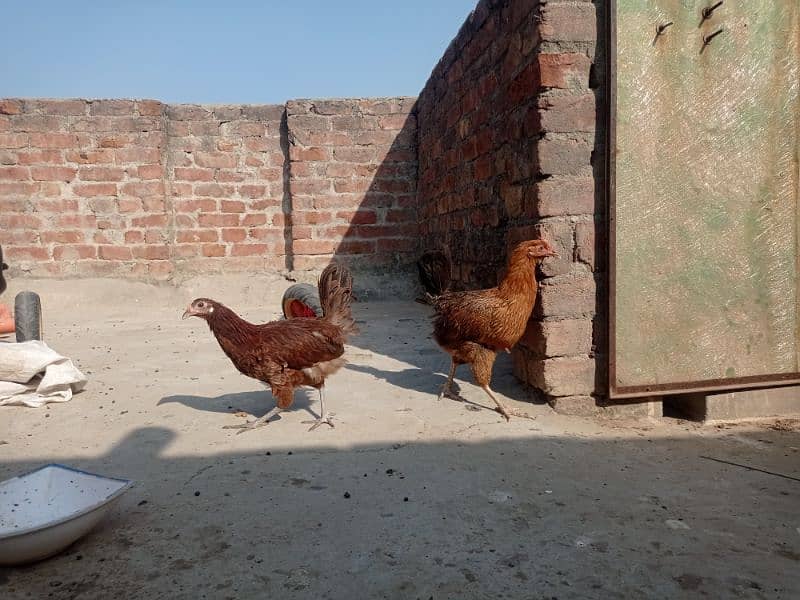 Golden misri andon wali ghar ki pali hoi . 6 female 1 male 7