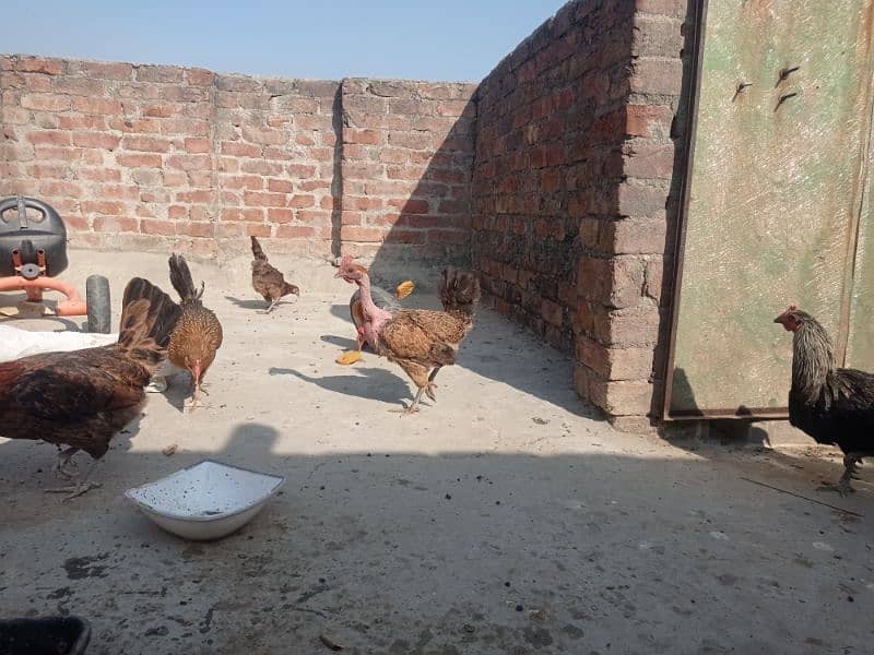 Golden misri andon wali ghar ki pali hoi . 6 female 1 male 10