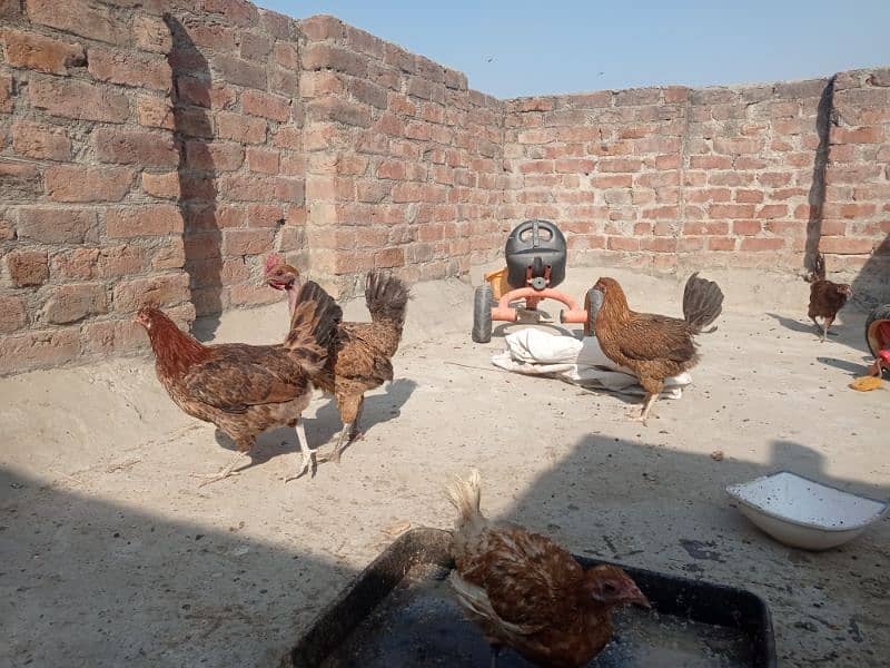 Golden misri andon wali ghar ki pali hoi . 6 female 1 male 11