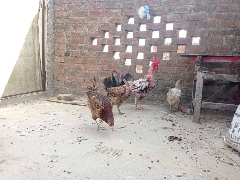 Golden misri andon wali ghar ki pali hoi . 6 female 1 male 13