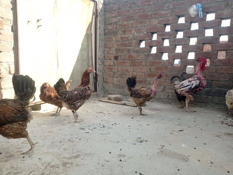 Golden misri andon wali ghar ki pali hoi . 6 female 1 male 14