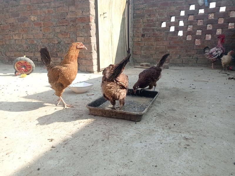 Golden misri andon wali ghar ki pali hoi . 6 female 1 male 15