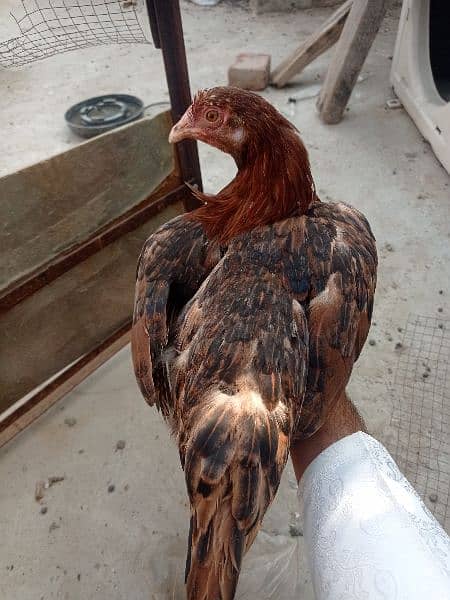 Golden misri andon wali ghar ki pali hoi . 6 female 1 male 1