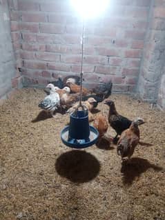 Fresh Desi chicks for sale 1200 per kg