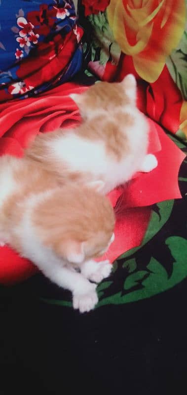 parshni kittens 4