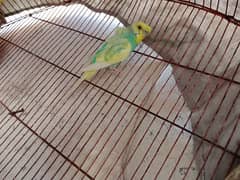 1 Male Hogoromo 1 Pair Budgie urgent for Sale