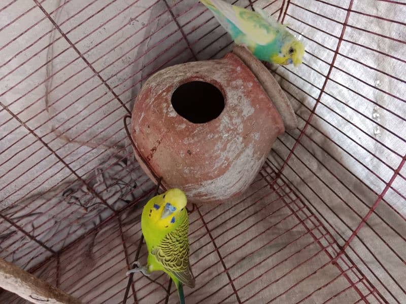 1 Male Hogoromo 1 Pair Budgie urgent for Sale 1