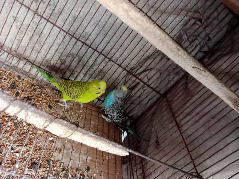 1 Male Hogoromo 1 Pair Budgie urgent for Sale 2