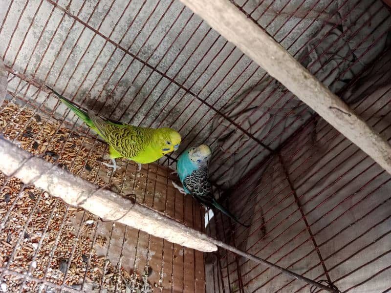 1 Male Hogoromo 1 Pair Budgie urgent for Sale 3