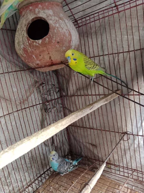 1 Male Hogoromo 1 Pair Budgie urgent for Sale 4