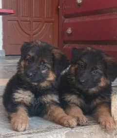 German shepherd Long coat female pup