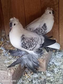 Swallow Blue cherry pair