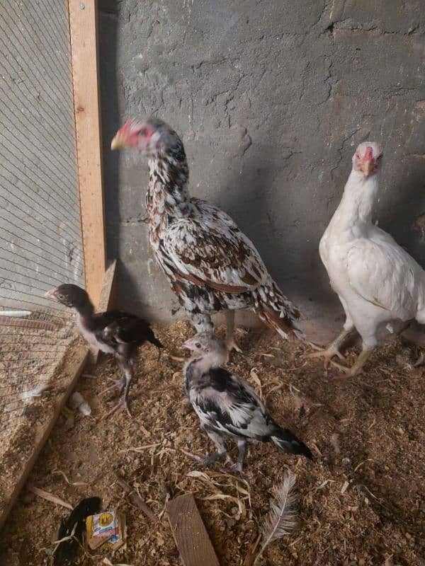 2 hens and 2 chicks for sale 2