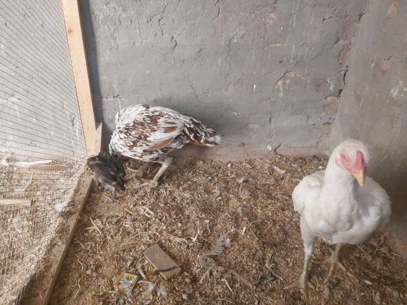 2 hens and 2 chicks for sale 7