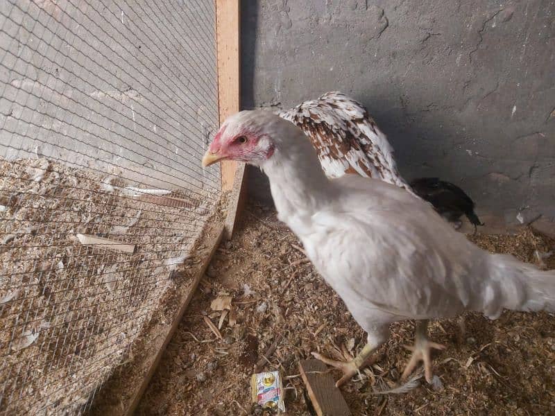 2 hens and 2 chicks for sale 9