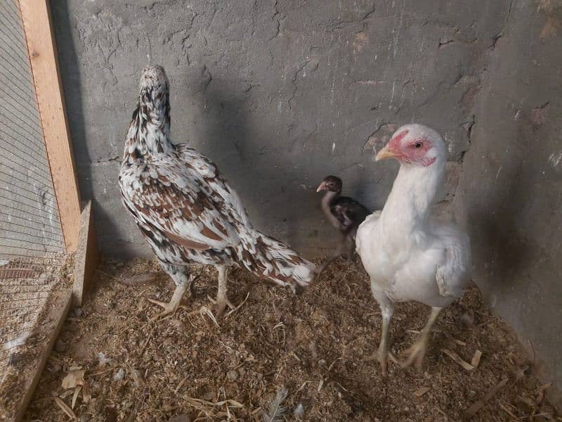 2 hens and 2 chicks for sale 13