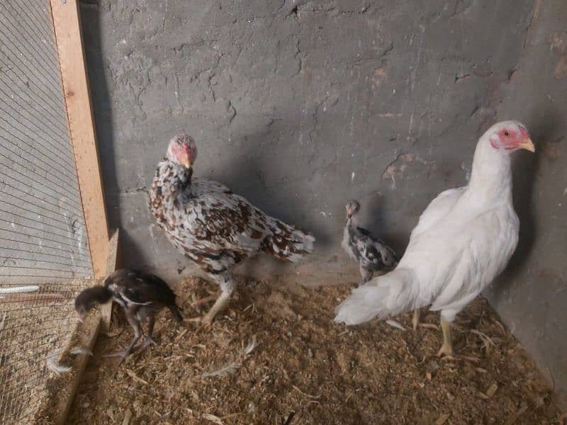 2 hens and 2 chicks for sale 14