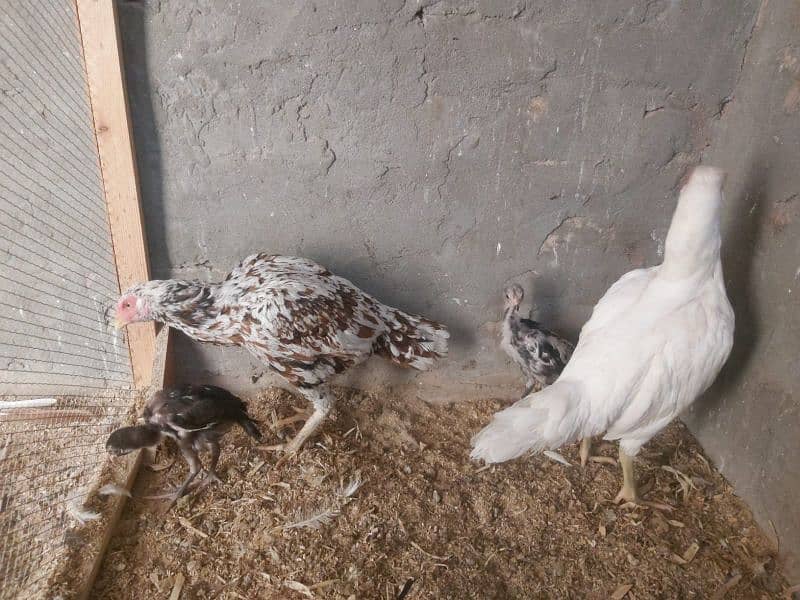 2 hens and 2 chicks for sale 16