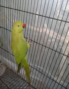 Green parrot